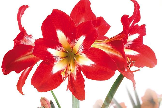 Hippeastrum na zimowe smutki