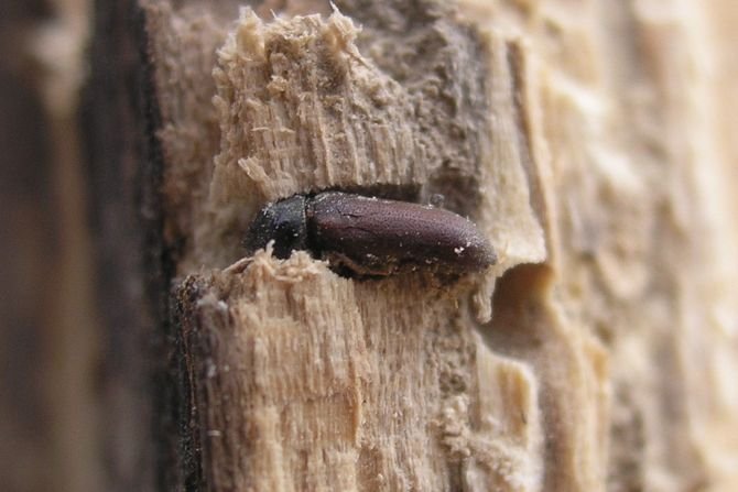 Czym zabezpieczyć drewno przed szkodnikami?