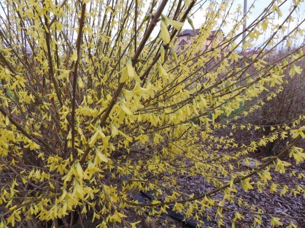 Forsycja zwiastun wiosny