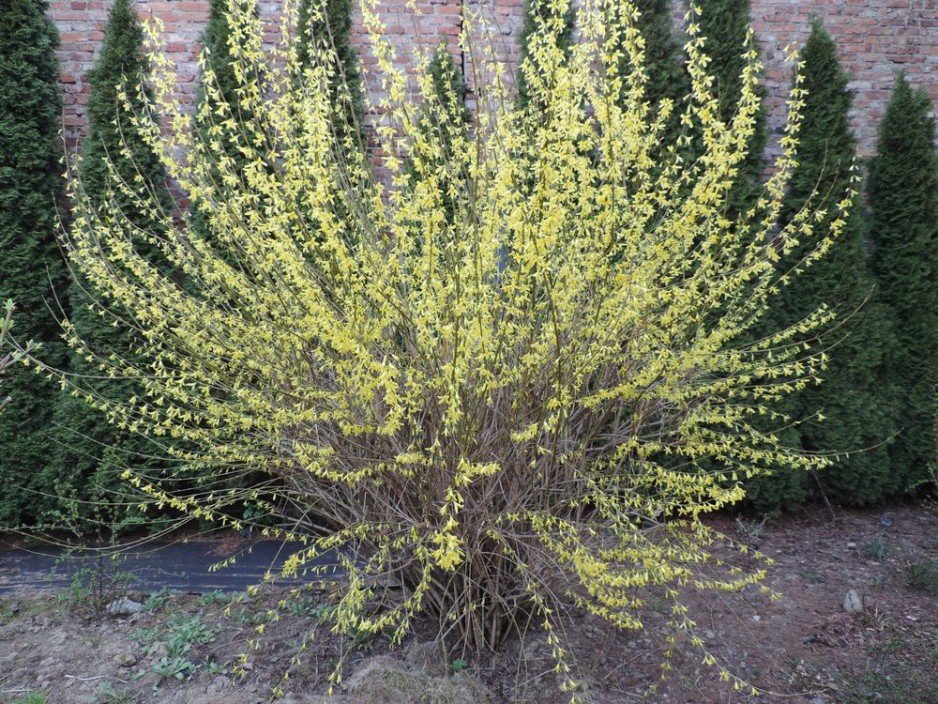 Forsycja zwiastun wiosny
