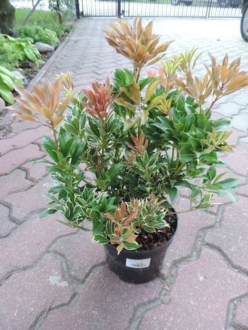 Pieris japonica