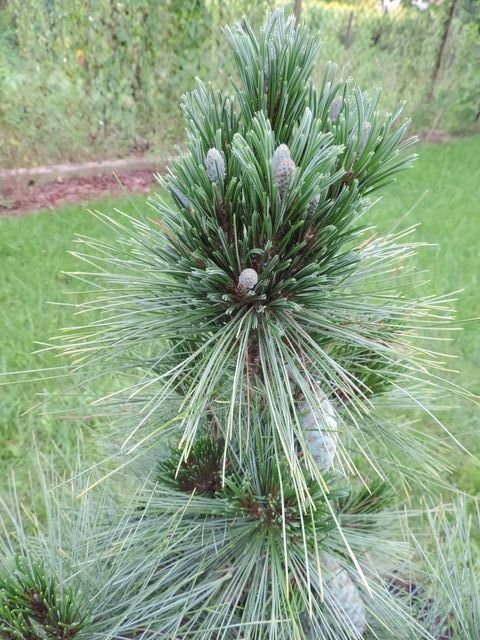 Pinus schwerinii Wiethorst