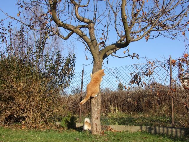 Wiosenne cięcie
