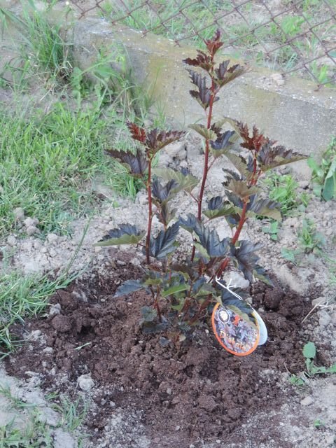 Diabelski krzew