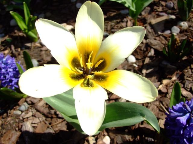 Wczesnowiosenne Tulipany