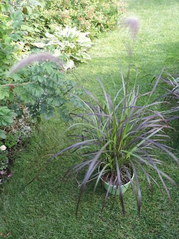 Pennisetum setaceum "Rubrum"