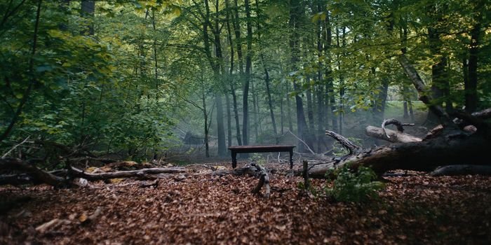 Grupa VELUX i WWF razem dla ochrony lasów