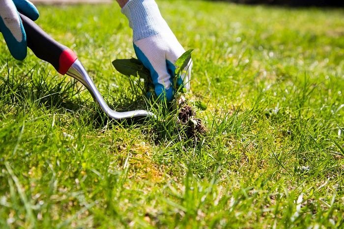 Zadbany trawnik – jak go zagęścić i jak pozbyć się mchu? - galeria