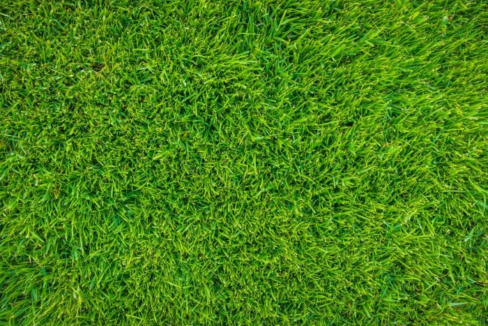 Pięlęgnacja trawnika z domitech