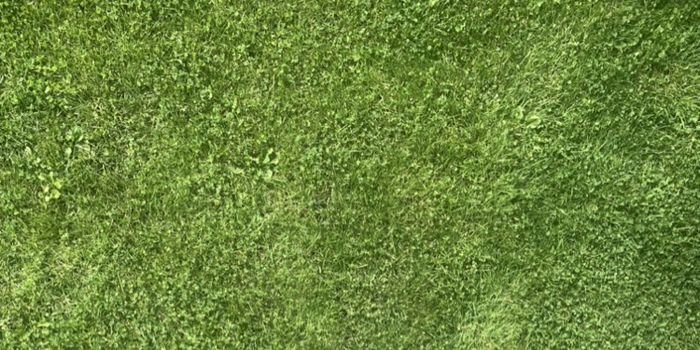 Zadbany trawnik – czy można mieć trawnik bez nawożenia?