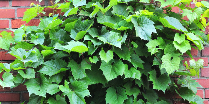 Zielone fasady – rośliny pnące na elewacjach