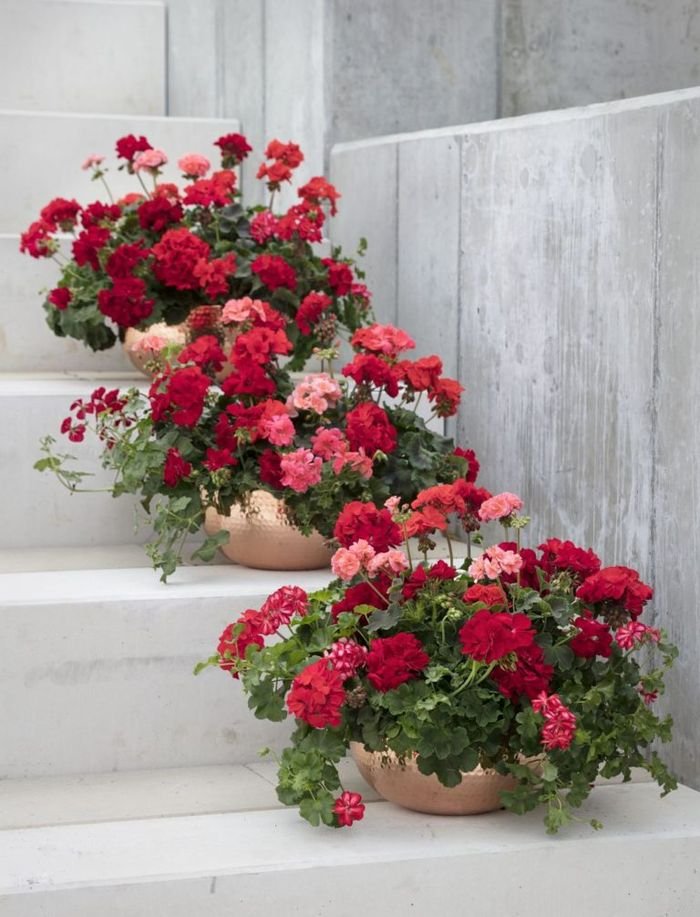 Ukwieć swój taras – pielęgnacja pelargonii - galeria