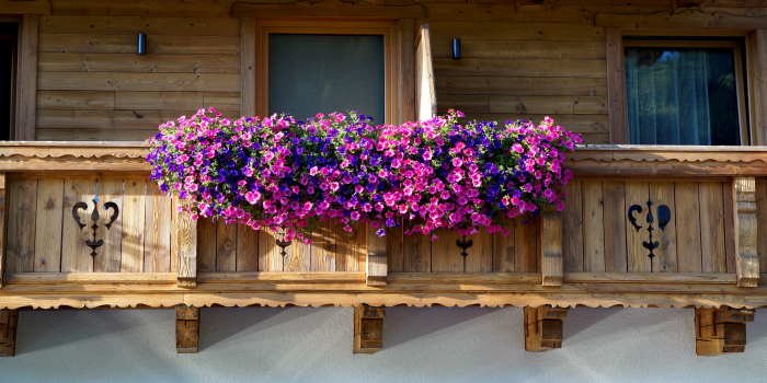 Surfinie – girlandy kwiatów na balkonie