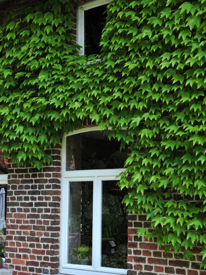 Zielone fasady – rośliny pnące w ogrodzie - galeria