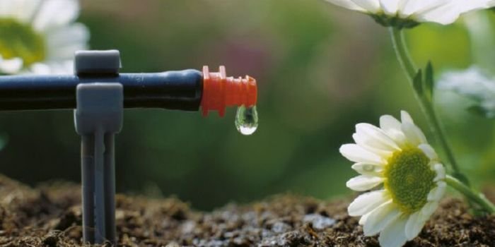 Jak oszczędnie i racjonalnie gospodarować wodą w ogrodzie?