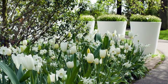 Biel w ogrodzie – rośliny cebulowe kwitnące na biało