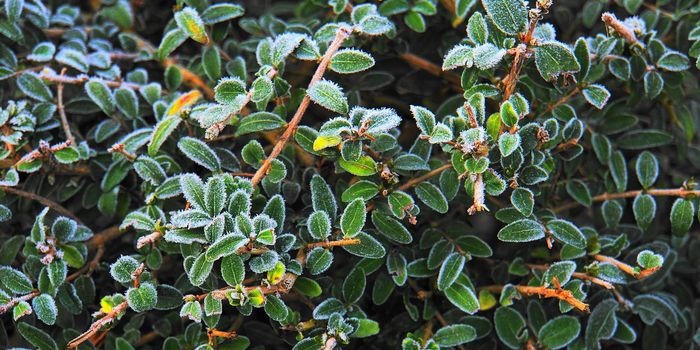 Jak zabezpieczyć rośliny przed zimą?