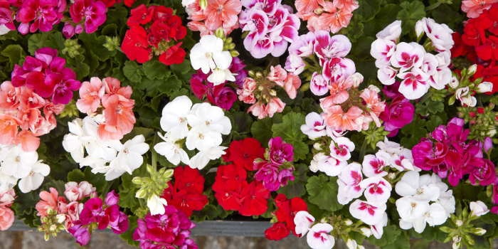 Jak pielęgnować pelargonie?