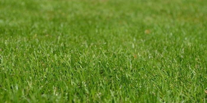 Nowy, ekologiczny produkt, dzięki któremu stworzysz trawnik marzeń