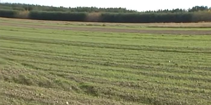 Wapnowanie na ratunek środowisku