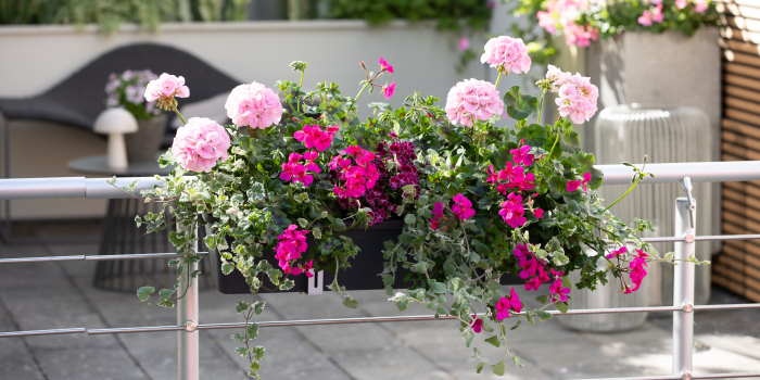 Choroby pelargonii