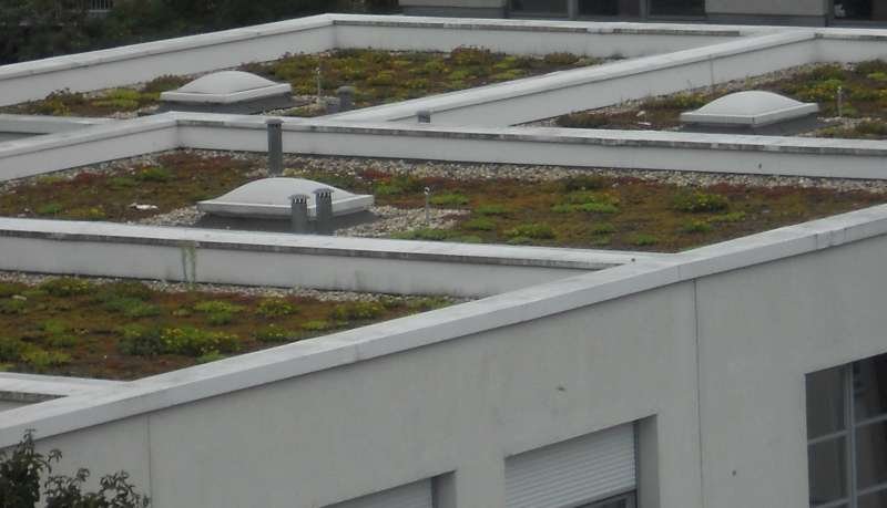 Dach zielony, Berlin