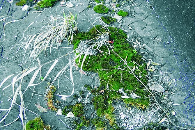 Zniszczone pokrycie dachu płaskiego. Podwyższona temperatura oraz narażenie na oddziaływanie promieniowania UV i korozję biologiczną powodują znaczne skr&oacute;cenie okresu trwałości pokrycia w stropodachach pełnych.
Fot. Archiwum autora