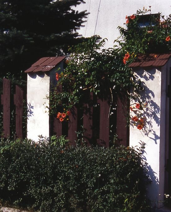 Drewniane elementy ogrodzenia zostały zabezpieczone ciemnobrązową lakierobejcą