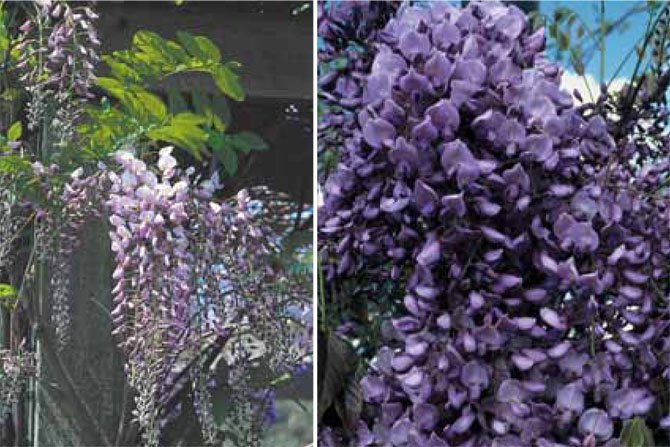 Po lewej: Wisteria floribunda Honbeni Po prawej: Glicynia chińska AmethystFot. Plant Publicity Holland