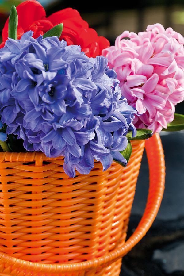 Hyacinthus Anna Liza