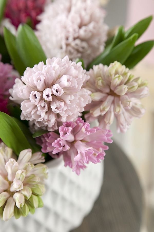 Hyacinthus Anna Marie