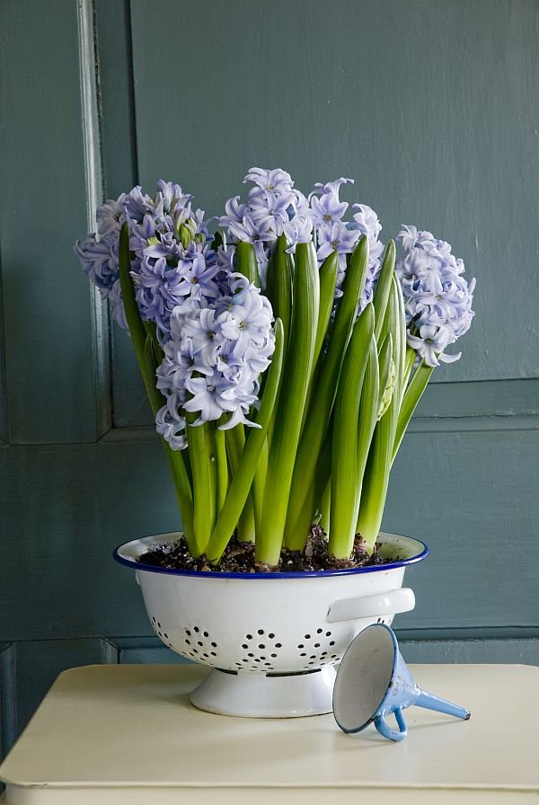 Hyacinthus Blue Giant