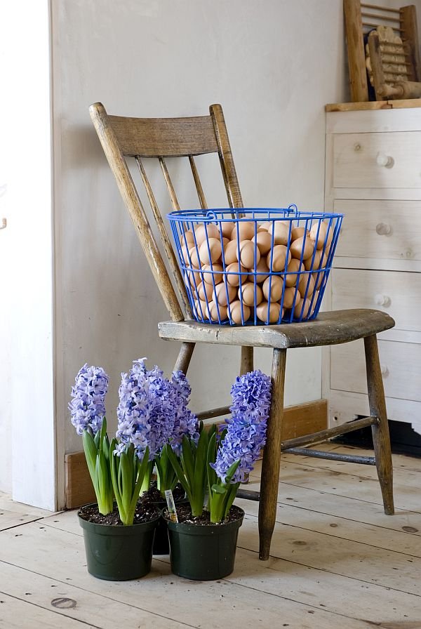 Hyacinthus Blue Star