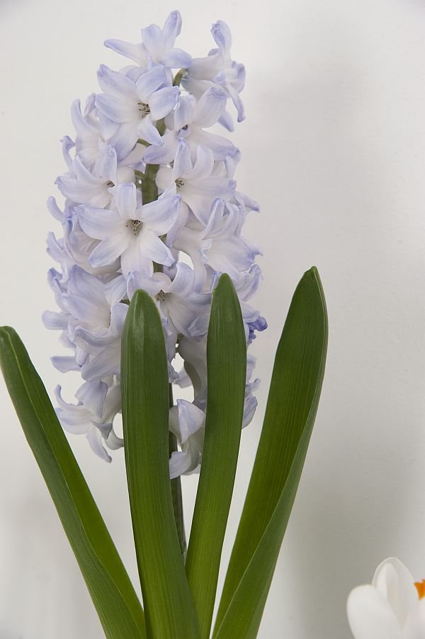 Hyacinthus Koh i Noor ®