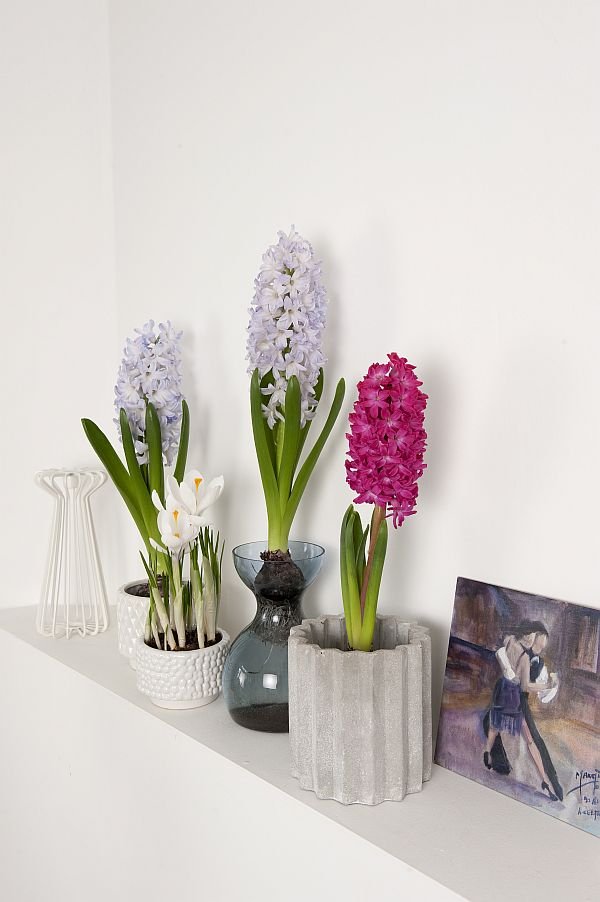 Hyacinthus Koh i Noor ®