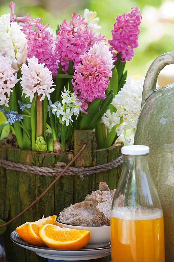 Hyacinthus Prince Jewel