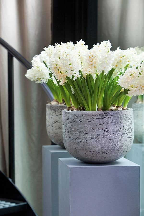 Hyacinthus Top White