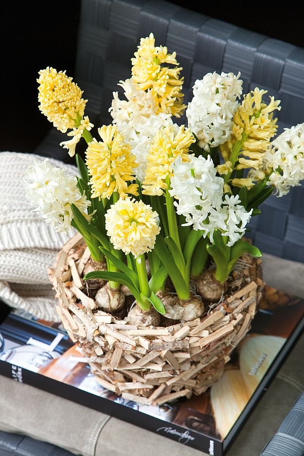 Hyacinthus Top White