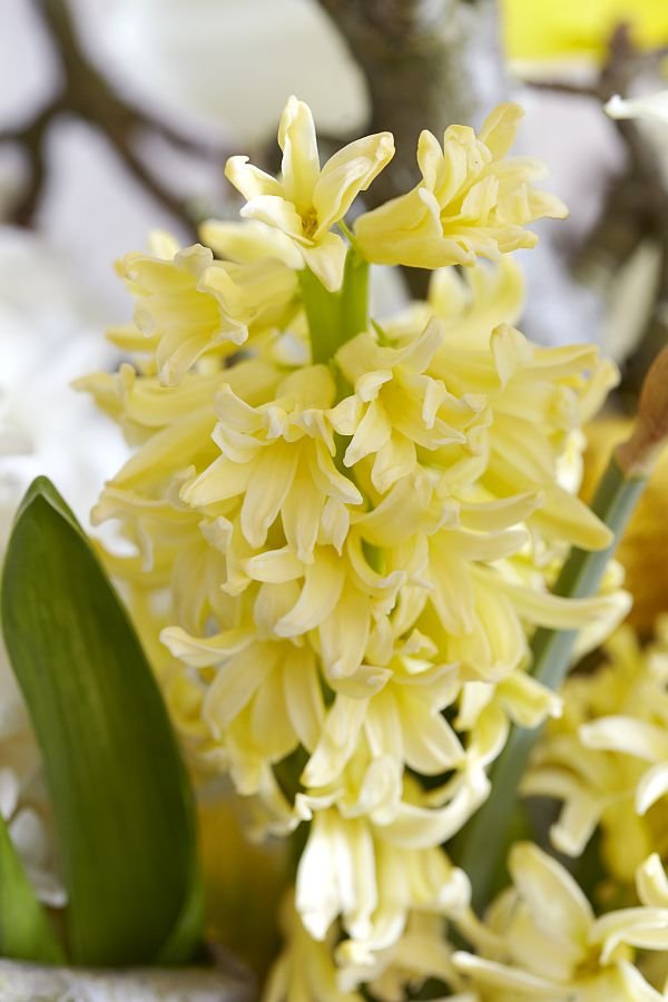 Hyacinthus Yellow Queen