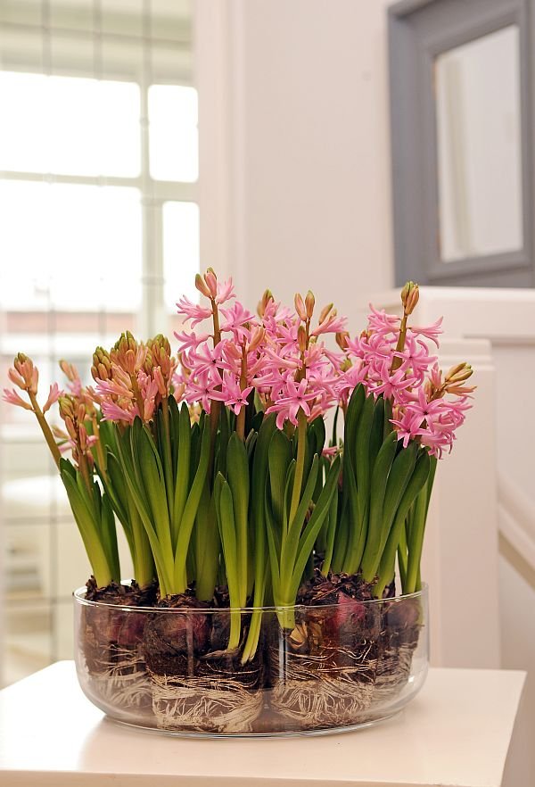 Hyacinthus