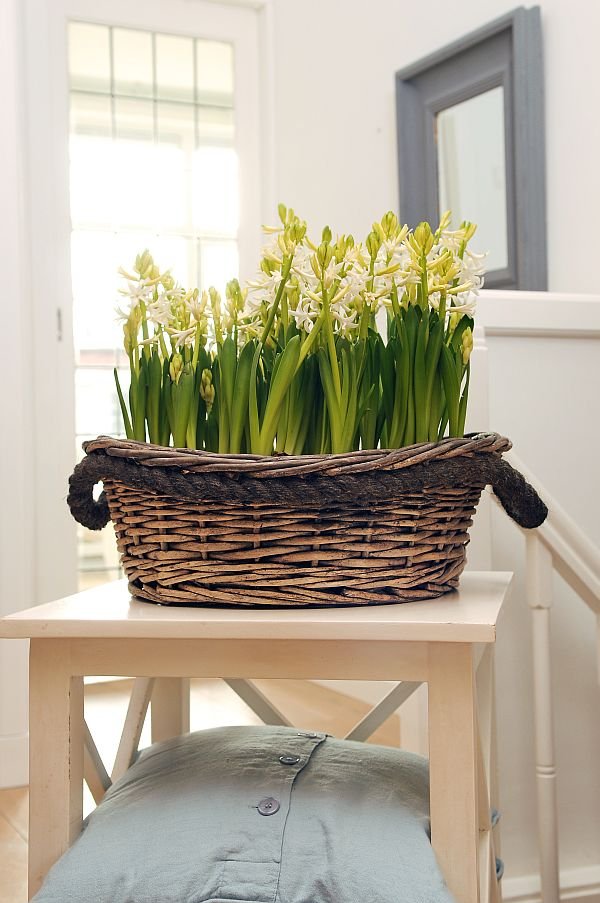 Hyacinthus