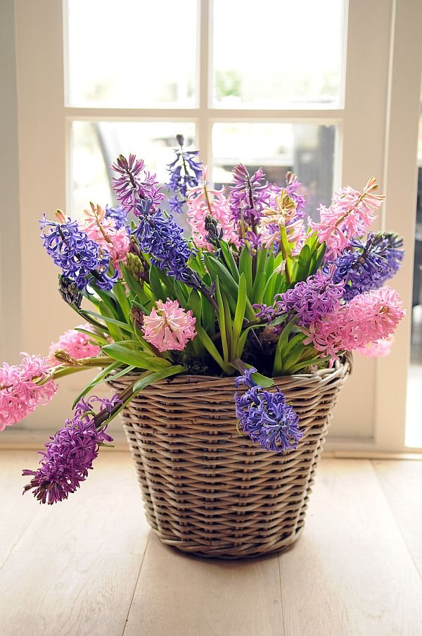 Hyacinthus