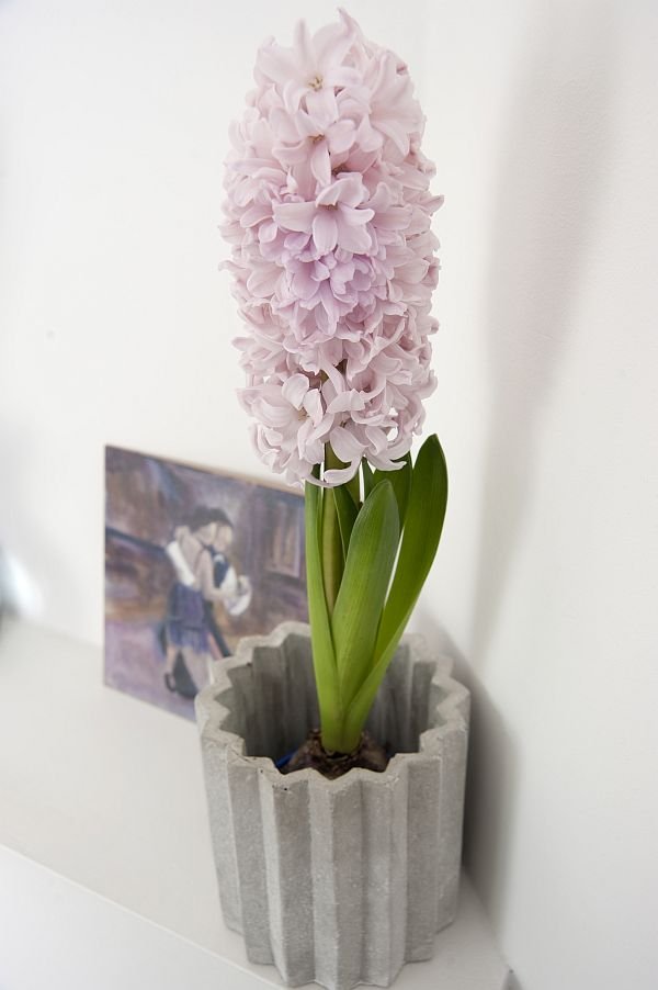 Hyacinthus