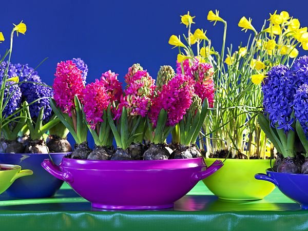Hyacinthus