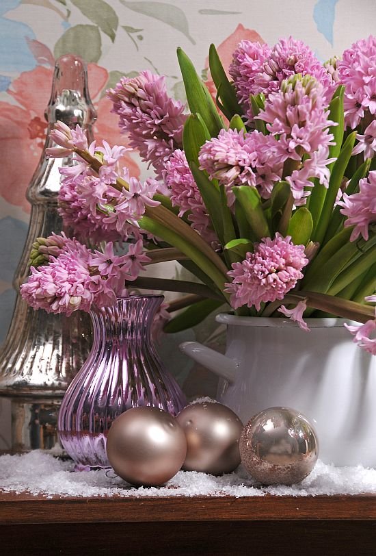Hyacinthus Anna Marie