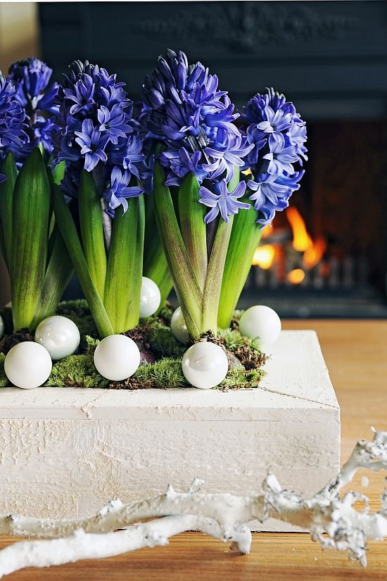 Hyacinthus Atlantic