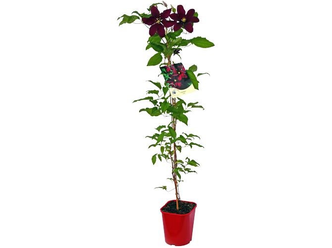 Clematis