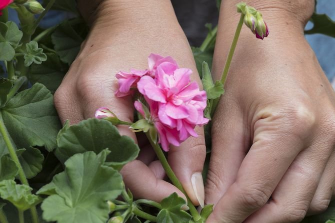 Co zrobić, aby pelargonie obficie kwitły?fot. Pelargonium for Europe