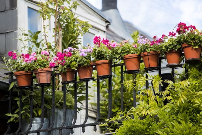Pelargonia może się poszczycić imponującą różnorodnością kolorów i kształtów liści, kwiatów i rozmiarów