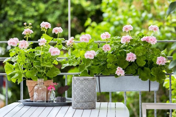 Pelargonie dostępne w Europie można podzielić na różne grupy, z których każda obejmuje wiele odmian